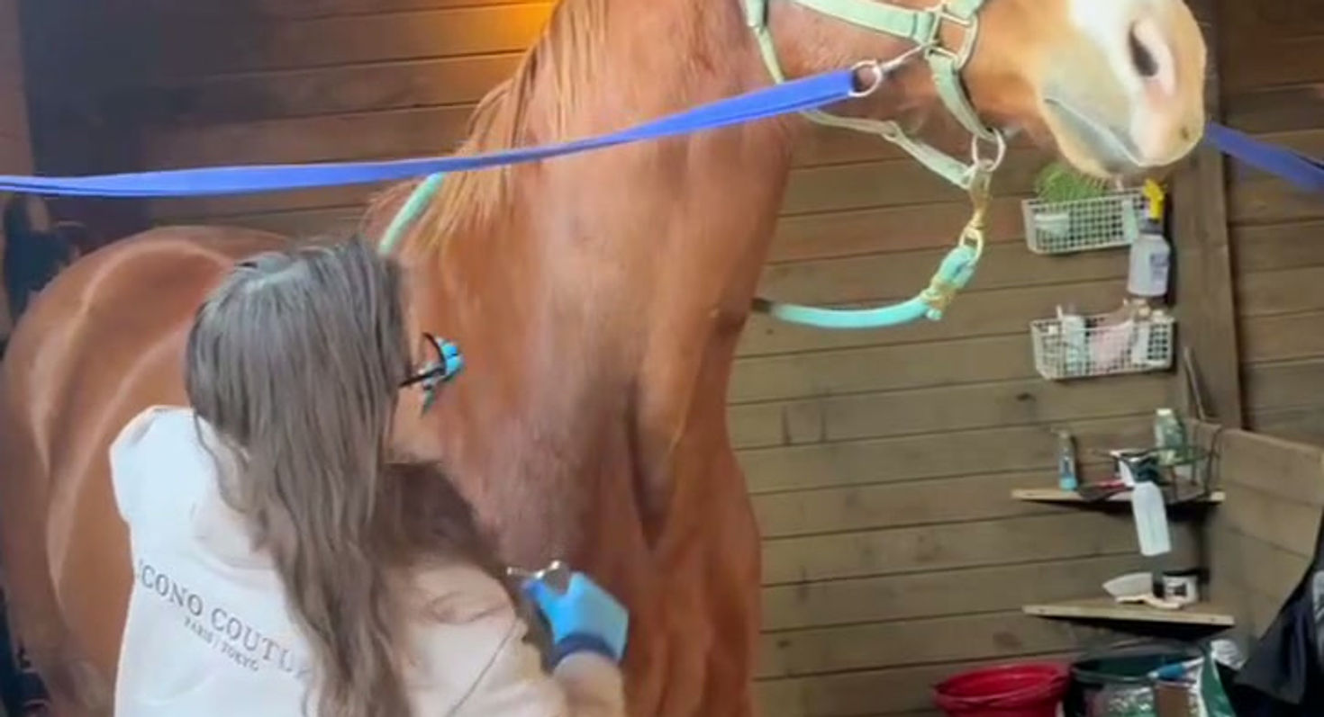 Jagger enjoying muscle scraping (IASTM)